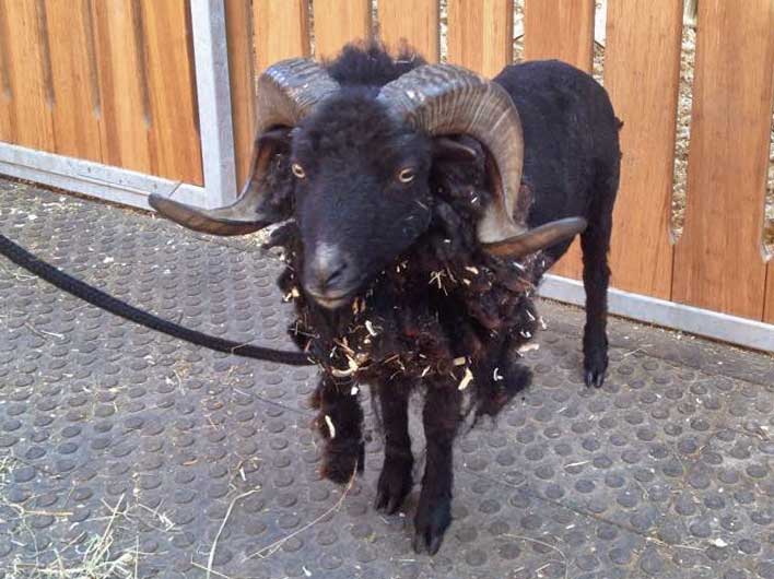 Die Hälfte ist schon ab: Schafbock Sven während des Scherens / © 2015 Arche KaNaum (DN)