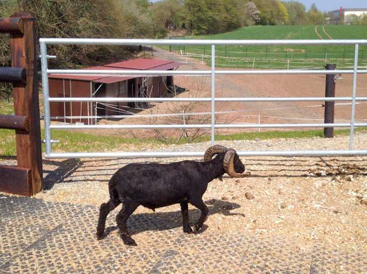 Teil 2 von Schafbock Sven nach dem Scheren ;-) / © 2015 Arche KaNaum (DN)