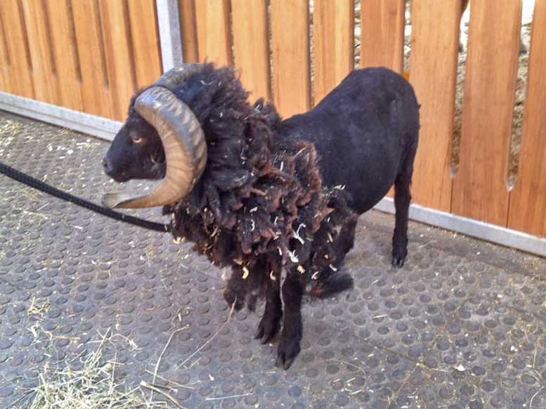 Die Hälfte ist schon ab: Schafbock Sven während des Scherens / © 2015 Arche KaNaum (DN)