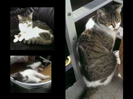 Vermisst: Kätzin Maja / © 2015 Privat