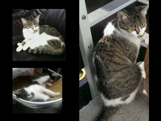 Vermisst: Kätzin Maja / © 2015 Privat