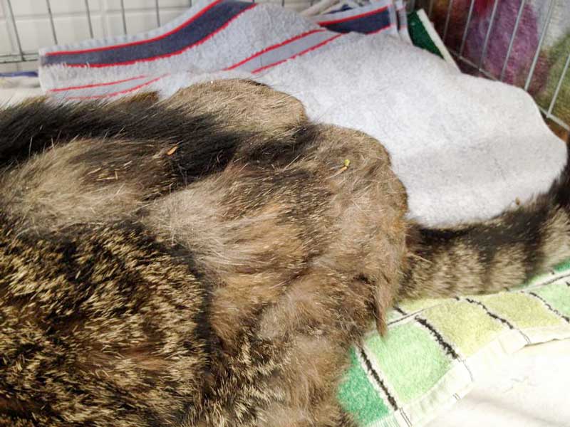 Mit völlig verfilztem Fell - der grau-weiße Fundkater aus Mengeringhausen / © 2015 Arche KaNaum (DN)