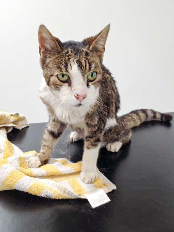 Grau-weißer Fundkater aus Mengeringhausen / © 2015 Arche KaNaum (DN)