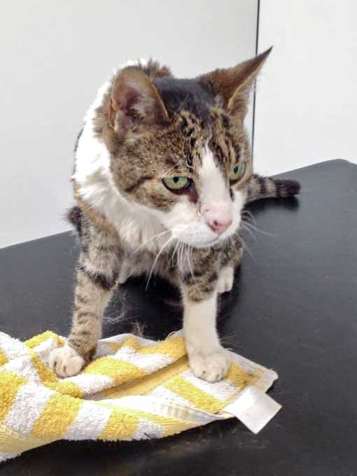 Grau-weißer Fundkater aus Mengeringhausen / © 2015 Arche KaNaum (DN)