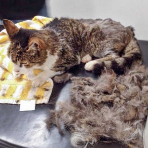 Grau-weißer Fundkater aus Mengeringhausen nach dem Scheren /  © 2015 Arche KaNaum (DN) Grau-weißer Fundkater aus Mengeringhausen nach dem Scheren / © 2015 Arche KaNaum (DN)