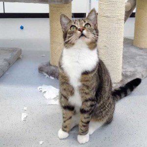 "Engelchen" Elliot / © 2015 Arche KaNaum (DN)