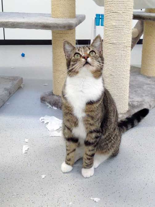 "Engelchen" Elliot / © 2015 Arche KaNaum (DN)