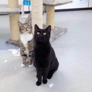 "Engelchen" Elliot (h.) und Sir Odin / © 2015 Arche KaNaum (DN)