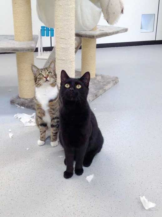 "Engelchen" Elliot (h.) und Sir Odin / © 2015 Arche KaNaum (DN)