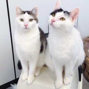 "Engelsgleiche" Geschwister: Kätzin Marie (l.) und Kater Rudi / © 2015 Arche KaNaum (DN)