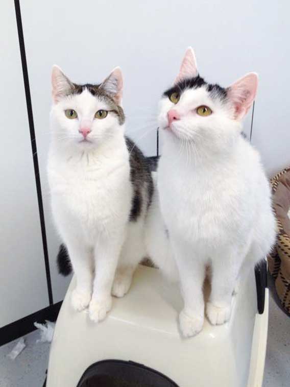 "Engelsgleiche" Geschwister: Kätzin Marie (l.) und Kater Rudi / © 2015 Arche KaNaum (DN)