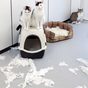 "Engelchen" Kätzin Marie (l.) und Kater Rudi mit Unschuldslamm-Freundin Conny (h.) / © 2015 Arche KaNaum (DN)