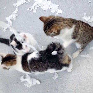 3 "Engelchen" auf frischer Tat ertappt ... / © 2015 Arche KaNaum (DN)