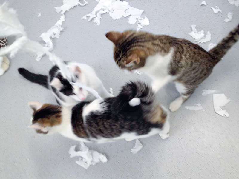 3 "Engelchen" auf frischer Tat ertappt ... / © 2015 Arche KaNaum (DN)