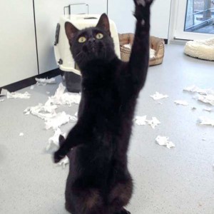 "Engelchen" Sir Odin / © 2015 Arche KaNaum (DN)