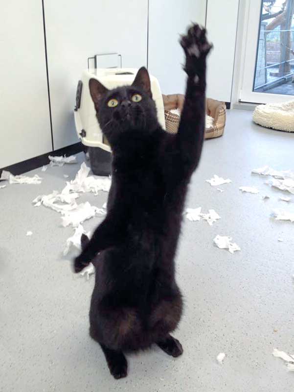 "Engelchen" Sir Odin / © 2015 Arche KaNaum (DN)