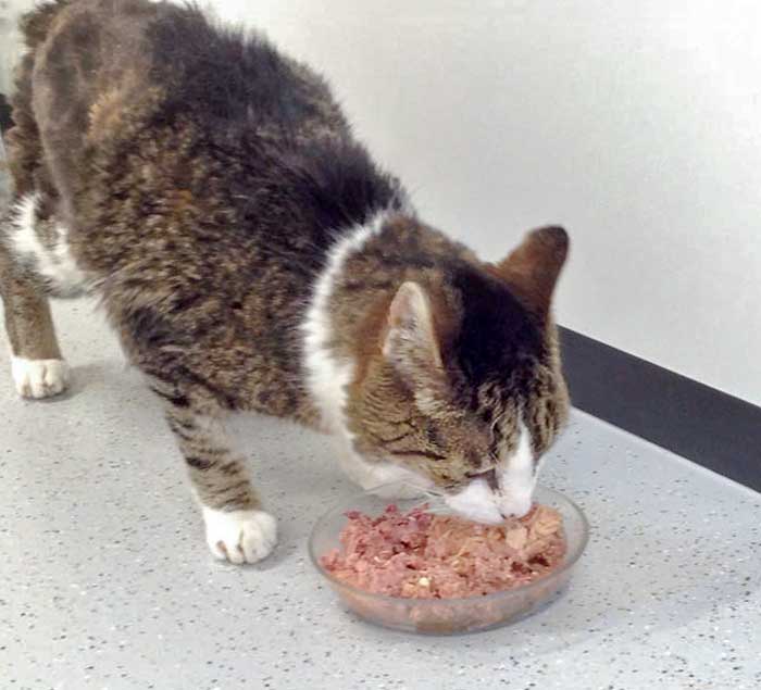 Grau-weißer Fundkater Opa Flo / © 2015 Arche KaNaum (DN)