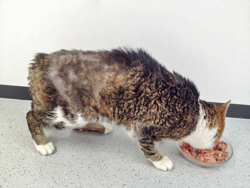 Grau-weißer Fundkater Opa Flo / © 2015 Arche KaNaum (DN)