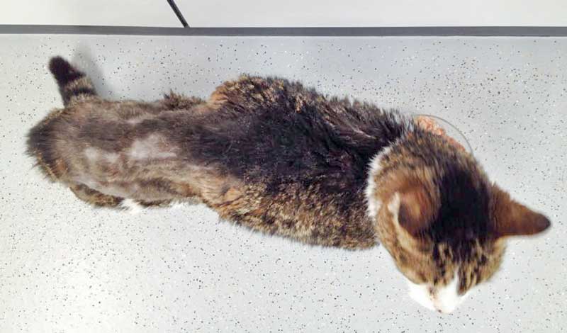 Grau-weißer Fundkater Opa Flo / © 2015 Arche KaNaum (DN)