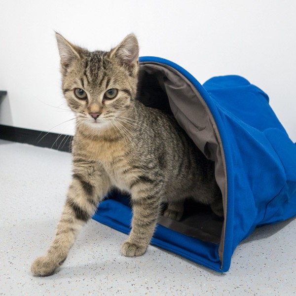 Kater Luigi / © 2014 Arche KaNaum (NH)