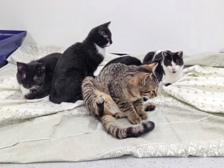 Heute wurden unsere "kleinen Monster" kastriert / © 2015 Arche KaNaum (DN)