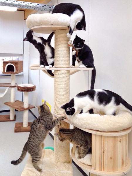 Kommt gut an - der neue Kratzbaum / © 2015 Arche KaNaum (DN)