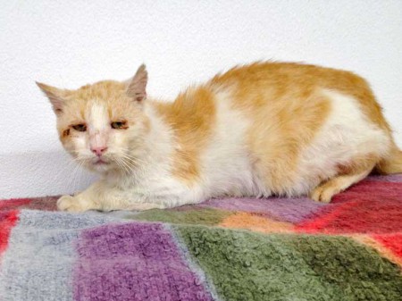 Rot-weißer Streunerkater / © 2015 Arche KaNaum (DN)