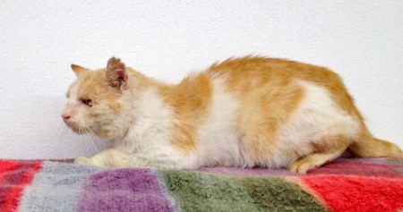 Rot-weißer Streunerkater / © 2015 Arche KaNaum (DN)