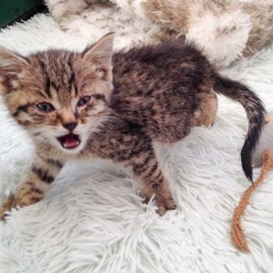 Katerchen Cooper / © 2015 Arche KaNaum (DN) Katerchen Cooper / © 2015 Arche KaNaum (DN)