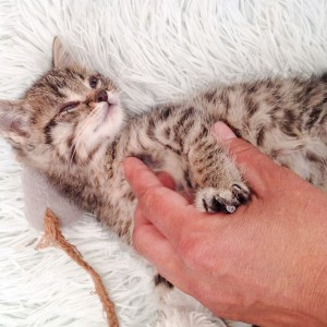 Katerchen Cooper / © 2015 Arche KaNaum (DN) Katerchen Cooper / © 2015 Arche KaNaum (DN)