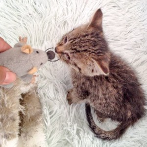 Katerchen Cooper / © 2015 Arche KaNaum (DN) Katerchen Cooper / © 2015 Arche KaNaum (DN)