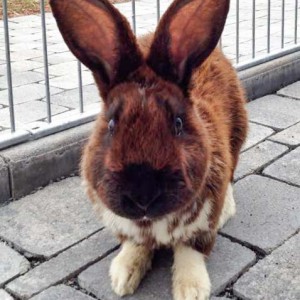 Kaninchen Harry / © 2015 Arche KaNaum (DN) Kaninchen Harry / © 2015 Arche KaNaum (DN)