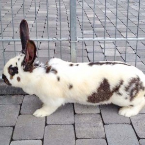 Kaninchen Hermine / © 2015 Arche KaNaum (DN) Kaninchen Hermine / © 2015 Arche KaNaum (DN)