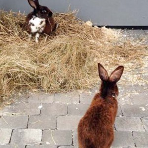 Kaninchen Ron (h.) und Harry / © 2015 Arche KaNaum (DN) Kaninchen Ron (h.) und Harry / © 2015 Arche KaNaum (DN)