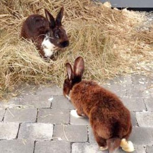 Kaninchen Ron (h.) und Harry / © 2015 Arche KaNaum (DN) Kaninchen Ron (h.) und Harry / © 2015 Arche KaNaum (DN)