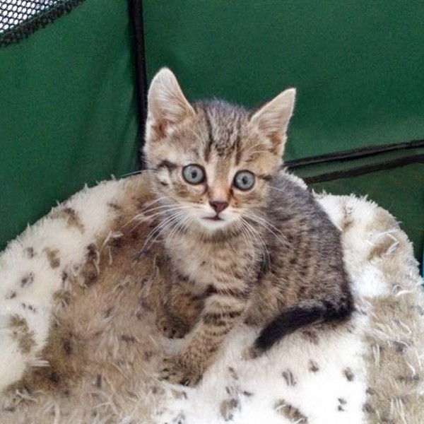 Katerchen Cooper / © 2015 Arche KaNaum (DN) Katerchen Cooper / © 2015 Arche KaNaum (DN)