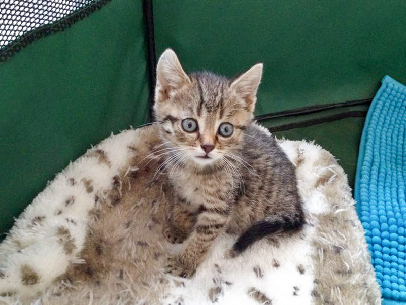 Katerchen Cooper / © 2015 Arche KaNaum (DN)