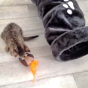 Katerchen Cooper / © 2015 Arche KaNaum (DN) Katerchen Cooper / © 2015 Arche KaNaum (DN)