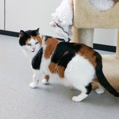 Kätzin Finnie / © 2015 Arche KaNaum (DN)