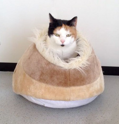 Kätzin Finnie / © 2015 Arche KaNaum (DN)