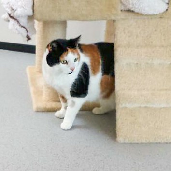 Kätzin Finnie / © 2015 Arche KaNaum (DN)