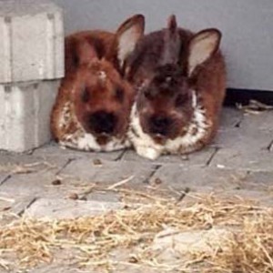 Kaninchen Harry (l.) und Ron / © 2015 Arche KaNaum (DN) Kaninchen Harry (l.) und Ron / © 2015 Arche KaNaum (DN)