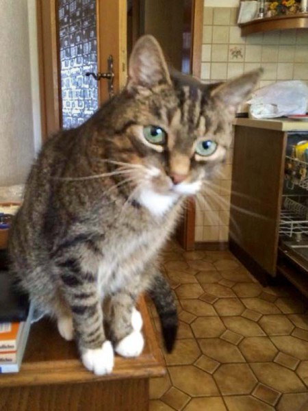 Vermisst: Kater Charly / © 2015 Privat