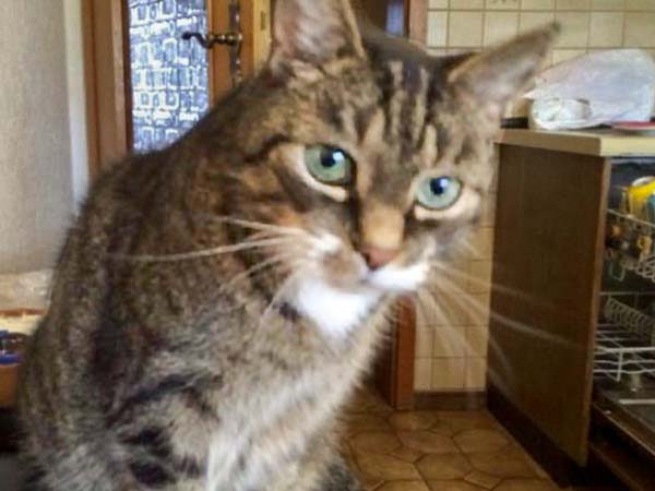 Vermisst: Kater Charly / © 2015 Privat
