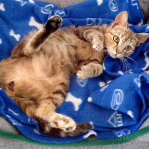 Kätzin Cora nach 2 Tagen bei uns / © 2015 Arche KaNaum (DN)