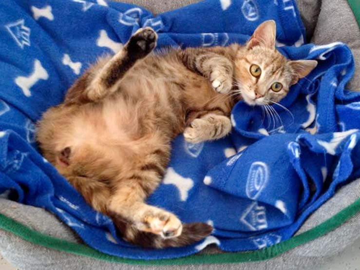 Kätzin Cora nach 2 Tagen bei uns / © 2015 Arche KaNaum (DN)