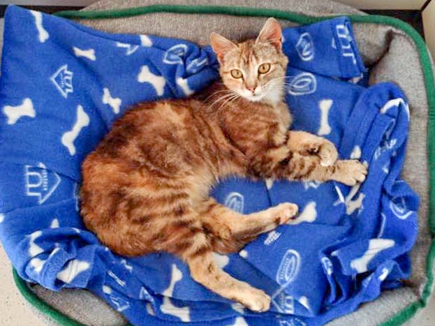 Kätzin Cora nach 2 Tagen bei uns / © 2015 Arche KaNaum (DN)