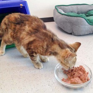 Kätzin Cora am Tag ihrer Ankunft / © 2015 Arche KaNaum (DN)