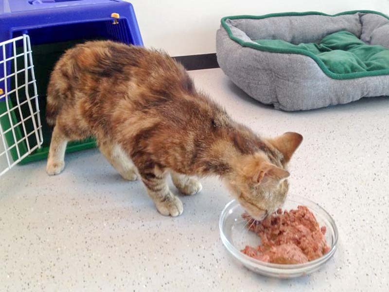 Kätzin Cora am Tag ihrer Ankunft / © 2015 Arche KaNaum (DN)