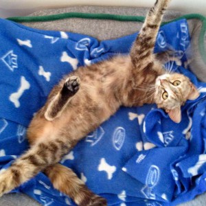 Kätzin Cora nach 2 Tagen bei uns / © 2015 Arche KaNaum (DN)aNaum (DN)